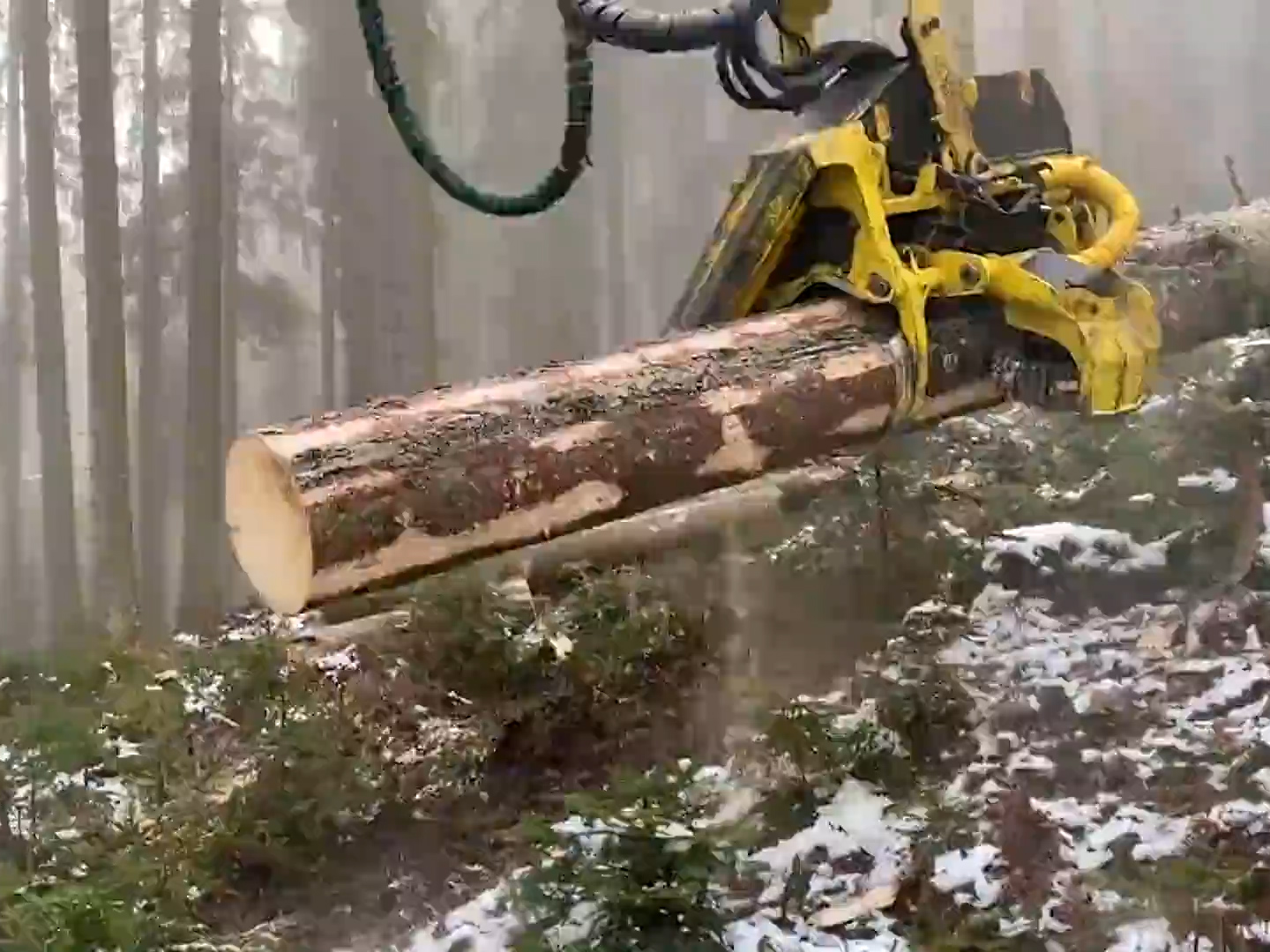 Take Off Tree Machine Unbelievable! Germany's advanced cutting machines take down big trees ...