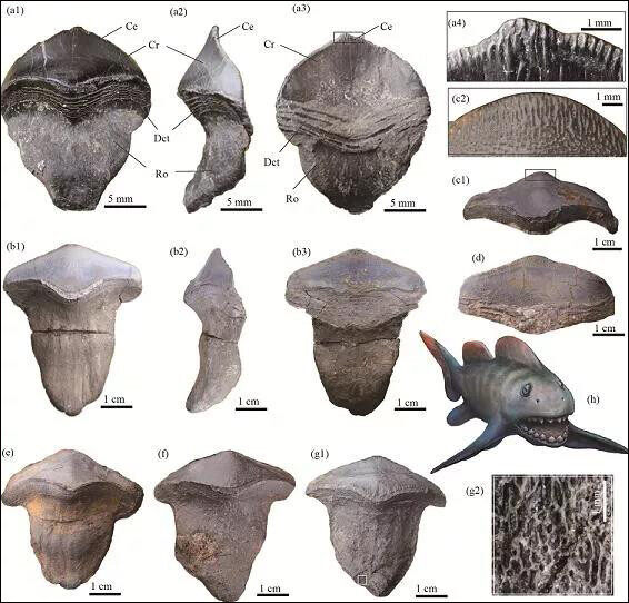 Prehistoric giant shark discovered 290 million years ago in Yangquan,  Shanxi--Seetao