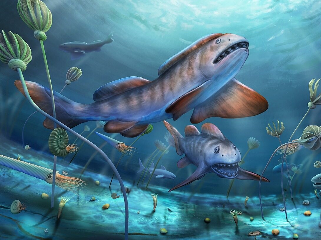 Prehistoric giant shark discovered 290 million years ago in