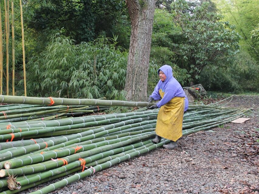 Bamboo eaten by pandas can build high-speed rail and military equipment