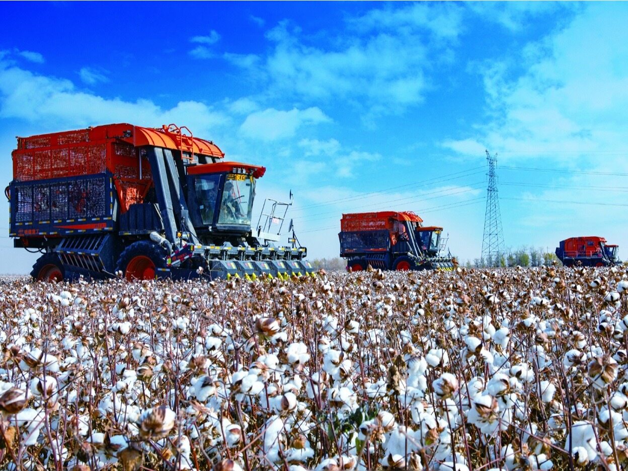 The Red Revolution In The Cotton Sea The Reverse Path Of Domestic The Red Revolution In The Cotton Sea The Reverse Path Of Domestic